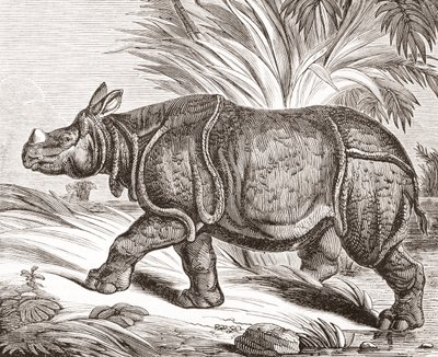 The Indian rhinoceros, or greater one-horned rhinoceros, from The Penny Magazine, published 1834 by English School
